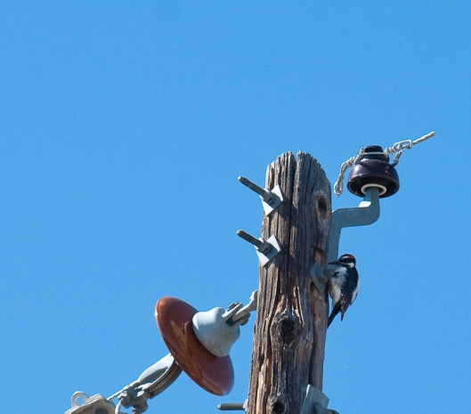 Woodpecker on Utility Pole