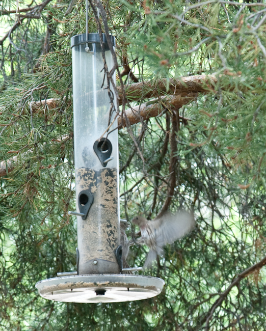 Birds Fighting At Feeder (look closely)
