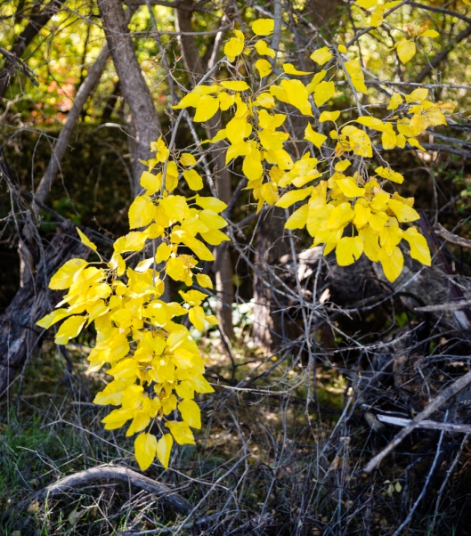 Yellow Leaves in Sedona, Az