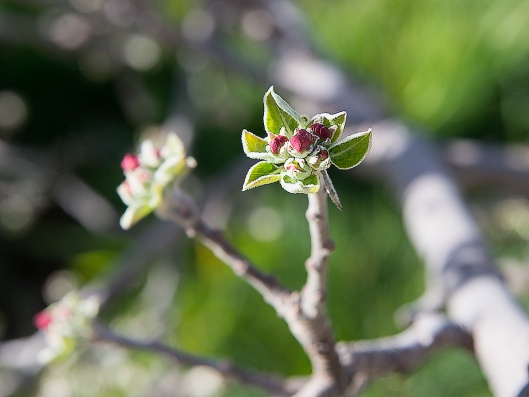 early_apple_blossom_20150315_100